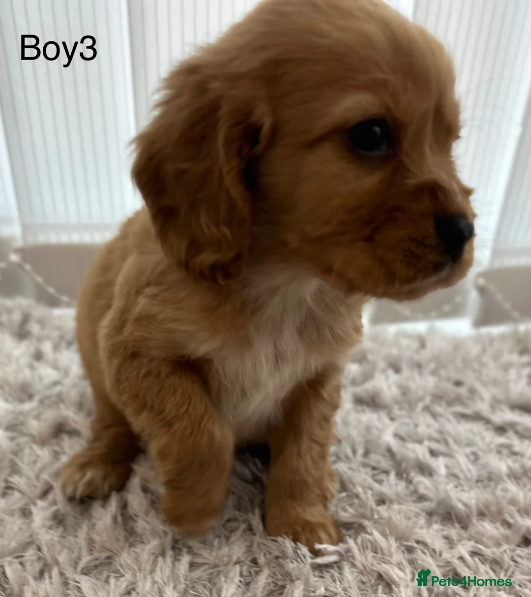 Cockalier dogs for sale: Cocker Spaniel Cavalier King Charles Puppy puppies - Advert 18
