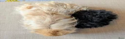 Guinea Pig rodents for sale: Gorgeous bonded boys  - Advert 2