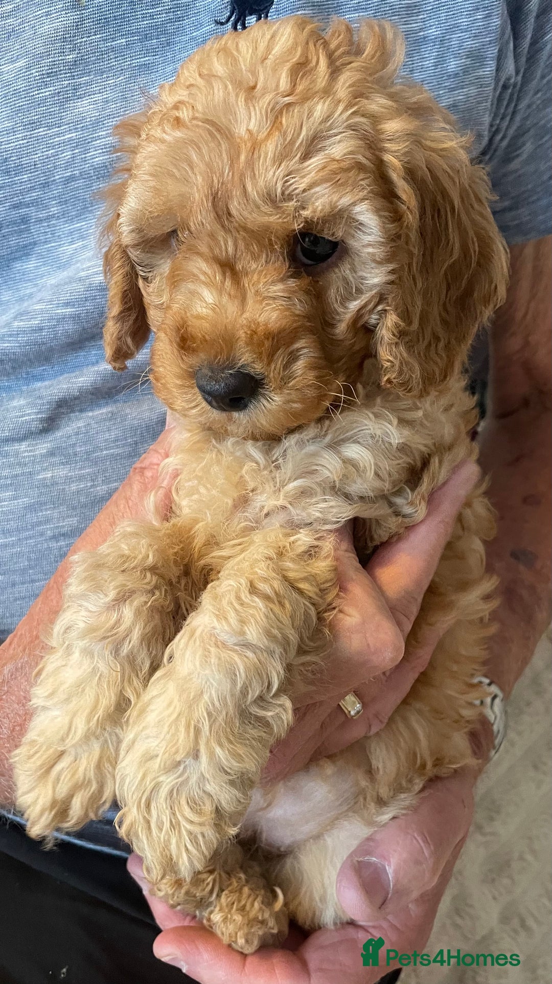 Cavapoo dogs for sale: Quality cavapoo puppies  - Image 6