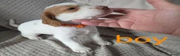 Cocker Spaniel dogs for sale: Cocker Spaniel Puppies – Exceptional Temperament  - Advert 6