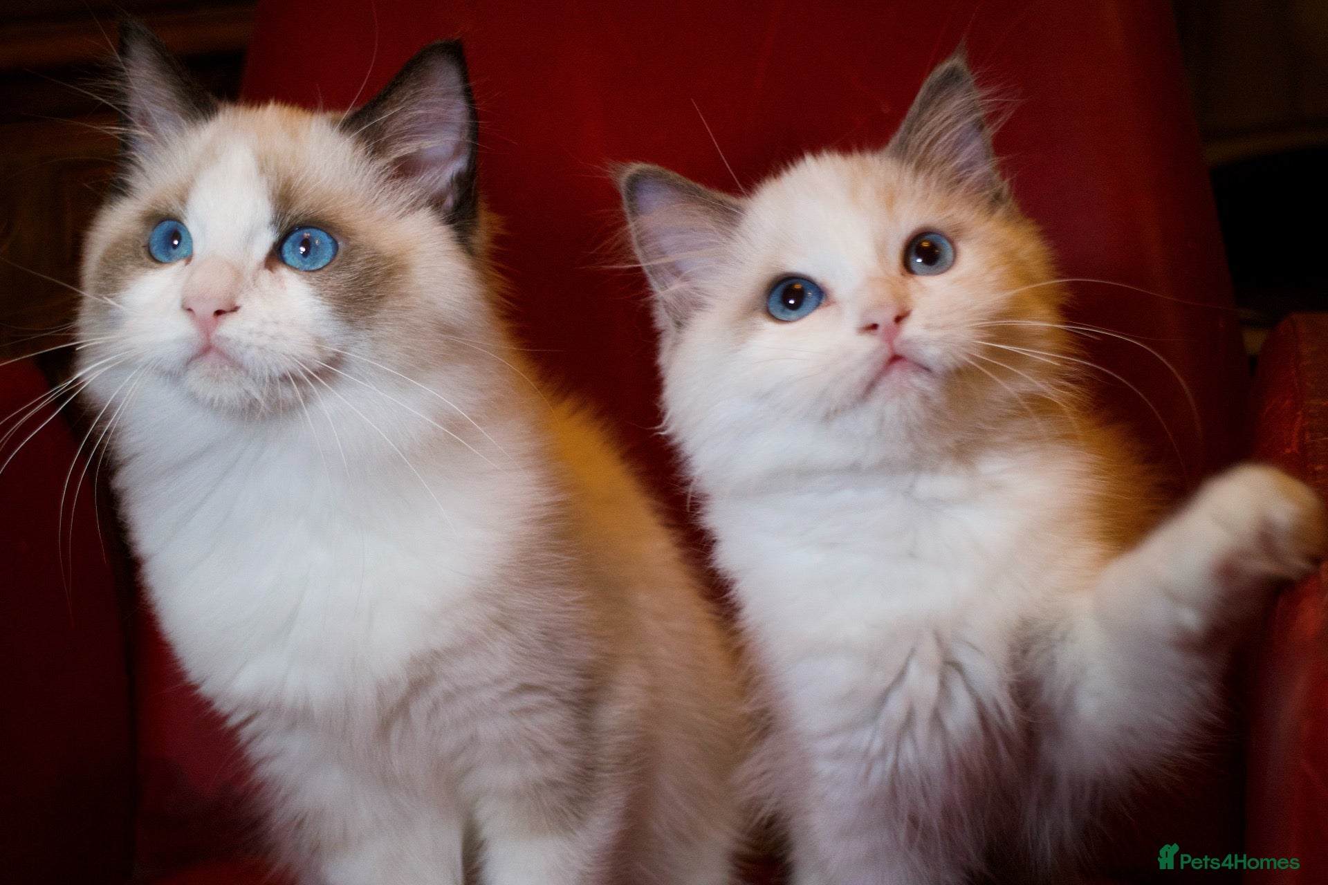 Ragdoll cats TICA championship Ragdoll Kittens  - Advert 1
