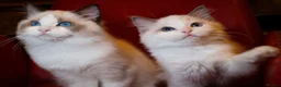 Ragdoll cats for sale: TICA championship Ragdoll Kittens  - Advert 1