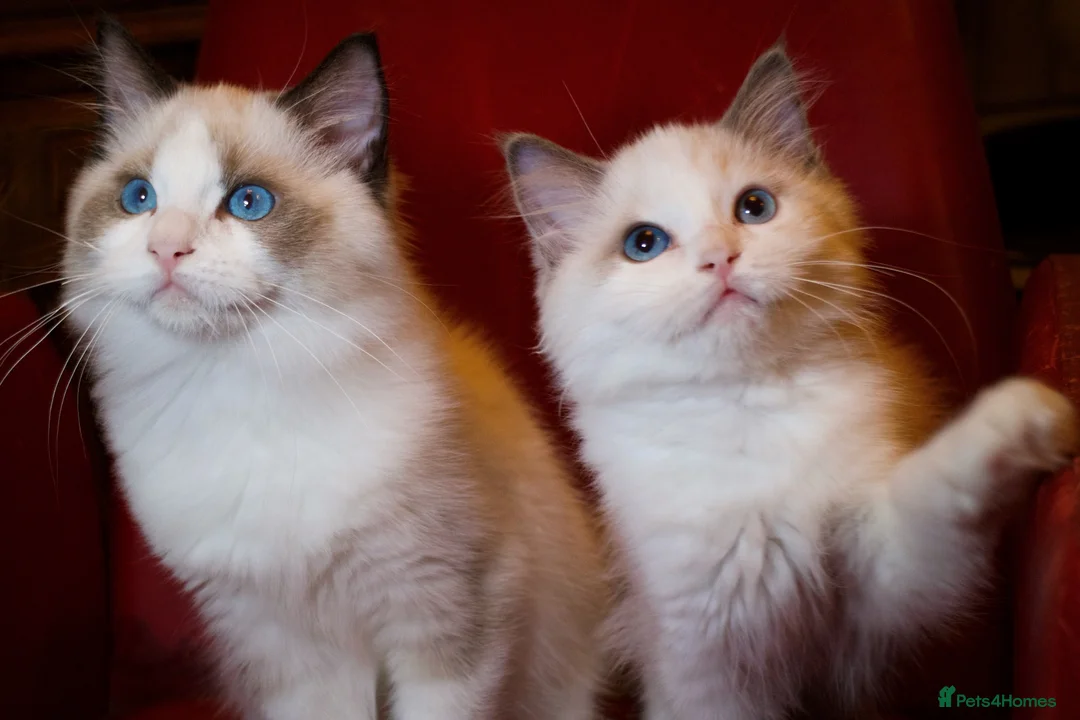 Ragdoll cats for sale: TICA championship Ragdoll Kittens  - Advert 1