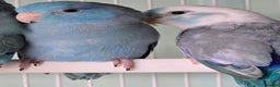 Mixed Breed birds for sale: Stunning Baby Parrotlets available now!!! - Advert 4