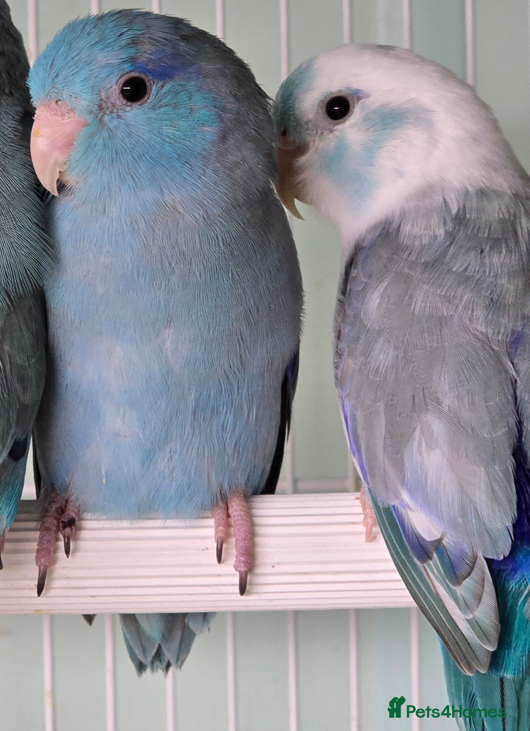 Mixed Breed birds for sale: Stunning Baby Parrotlets available now!!! - Advert 4