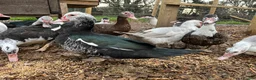 Ducks poultry for sale: Muscovy Female Ducks Point of Lay - Advert 3