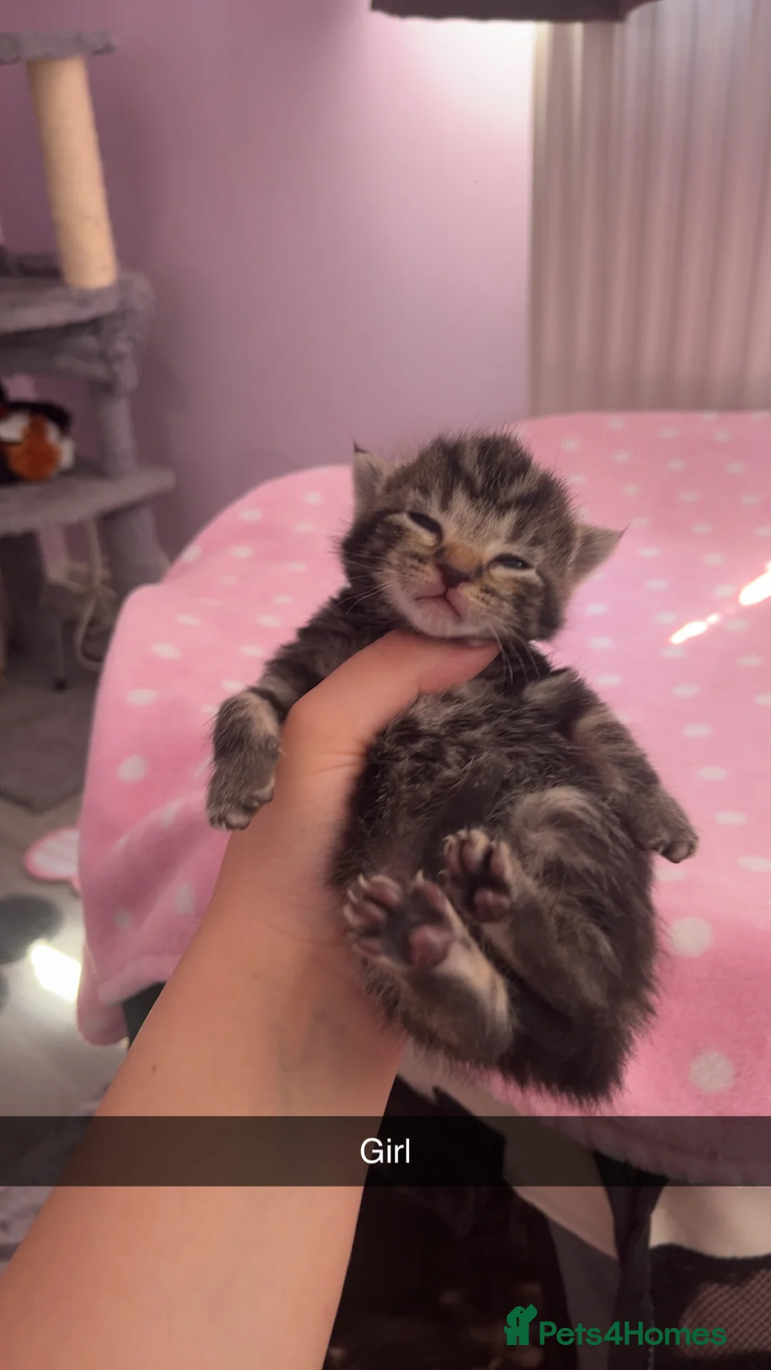 Domestic Shorthair cats for sale: 5 Beautiful Kittens🤍 - Advert 2