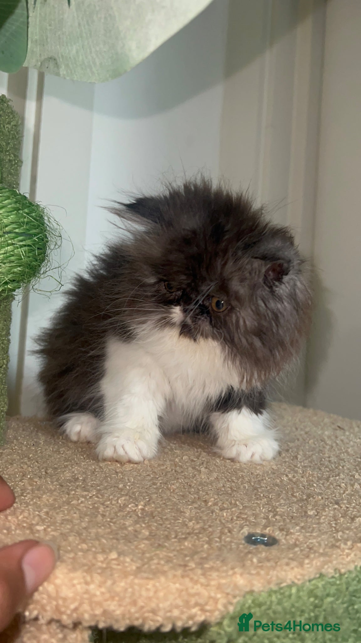Persian cats for sale: Betty looking for new home - Advert 9