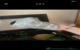 Leopard Gecko reptiles for sale: reptile vivarium and equipment for sale - Image 2