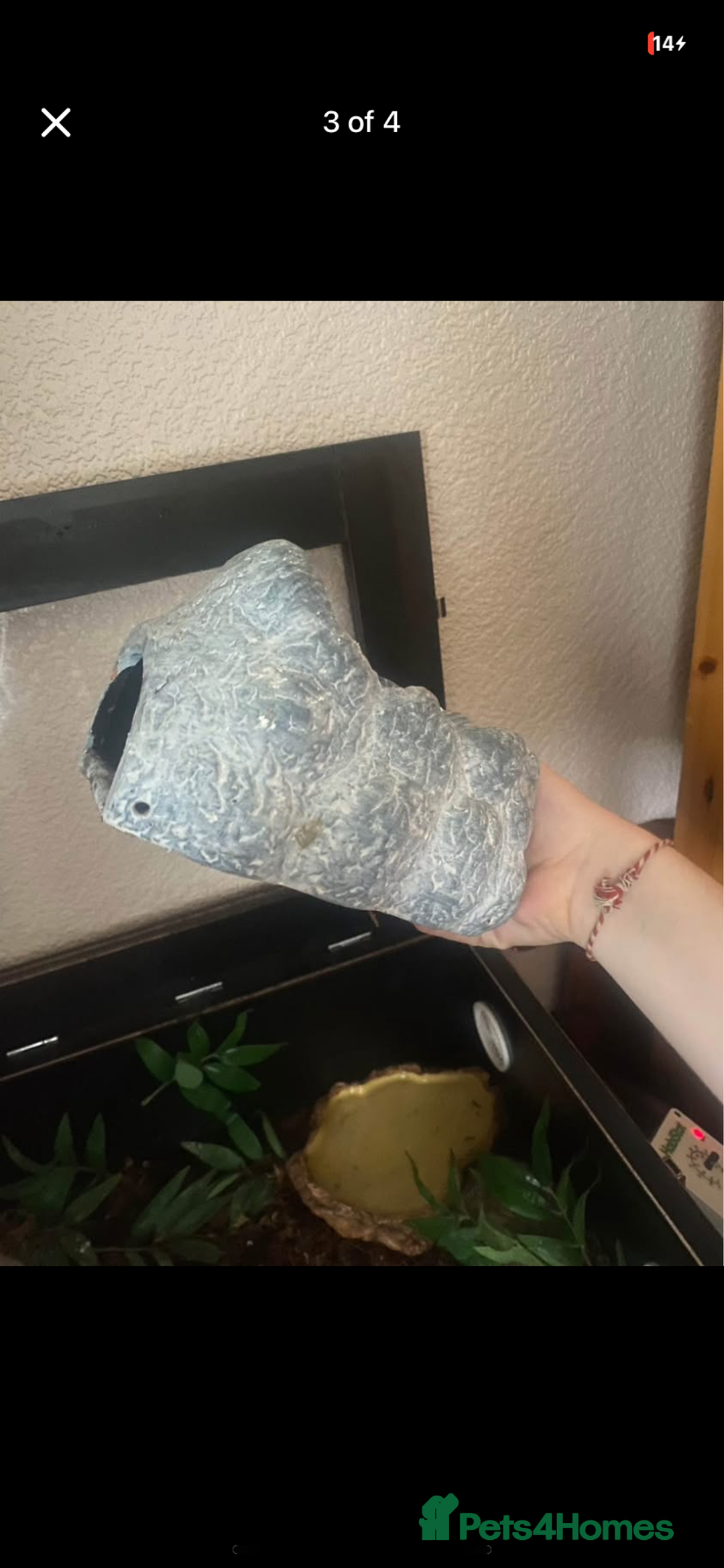 Leopard Gecko reptiles for sale: reptile vivarium and equipment for sale - Image 2