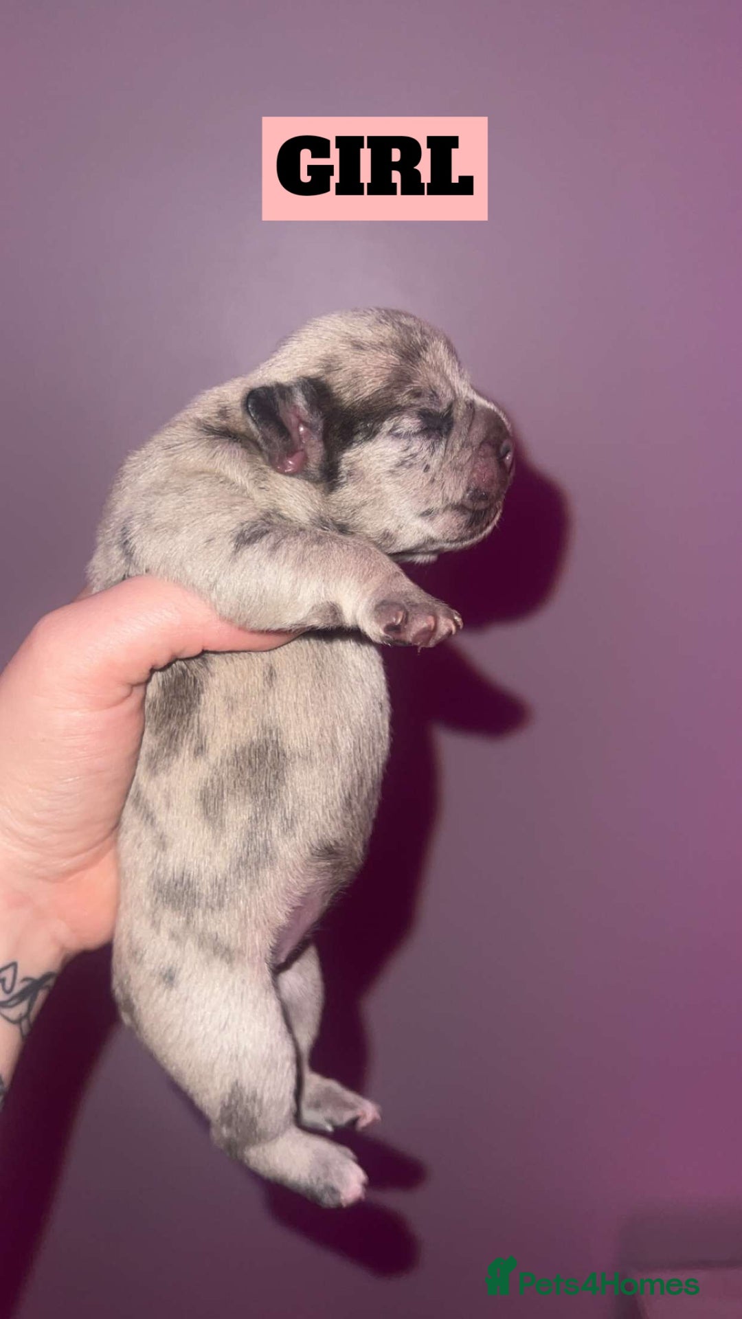 French Bulldog dogs for sale: 💞 Merle French Bulldog Puppies 💕💝  - Image 4