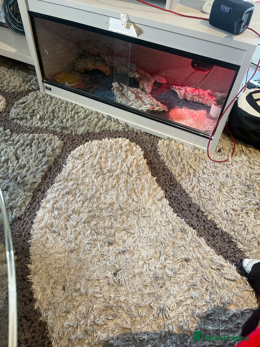 Leopard Gecko reptiles for sale: Selling a leopard gecko and the tank  - Advert 2