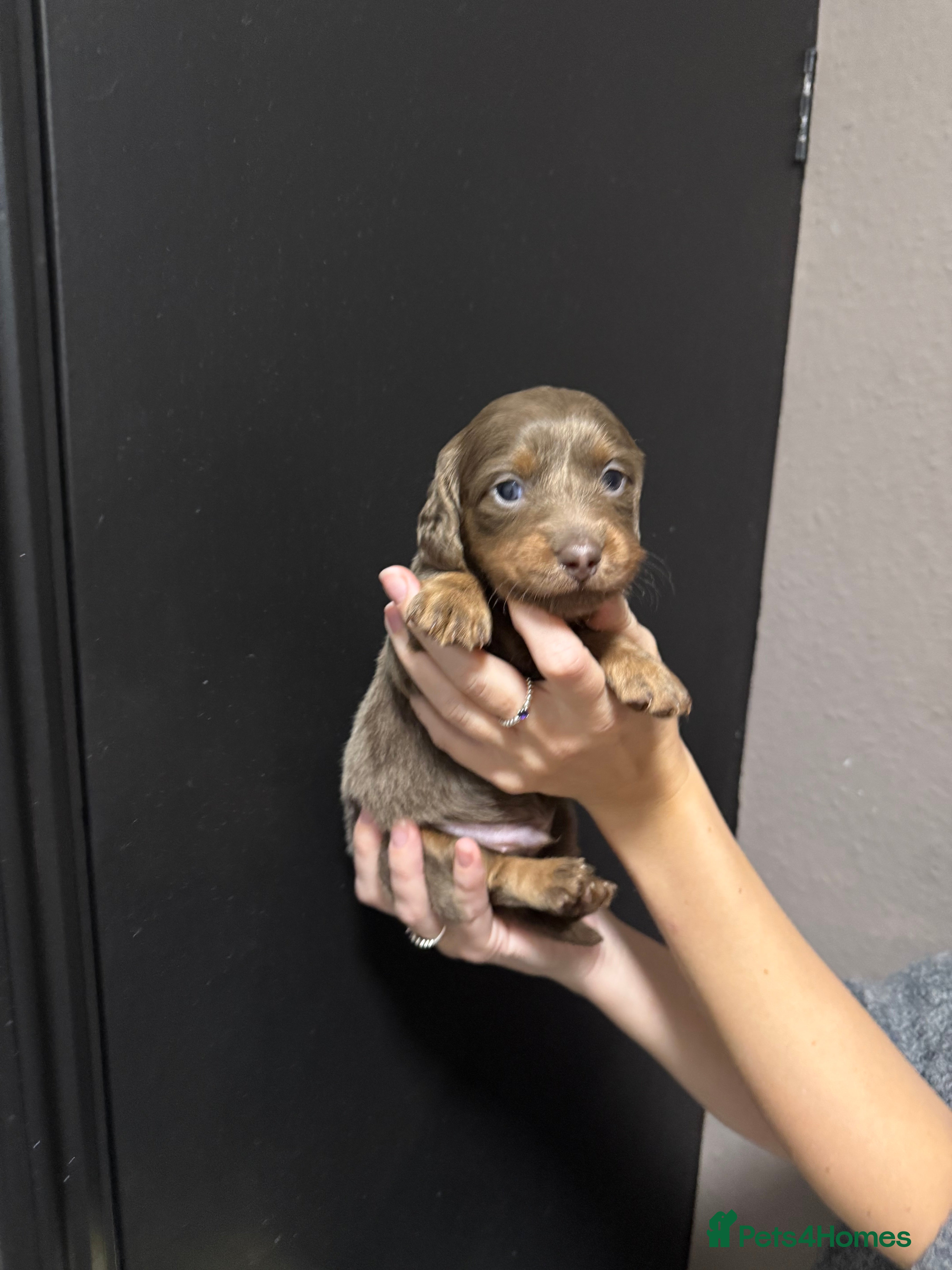 Miniature Dachshund dogs !!Beautiful Long Hair Mini Dachshunds!! - Advert 5