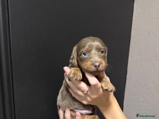 Miniature Dachshund dogs !!Beautiful Long Hair Mini Dachshunds!! - Advert 16