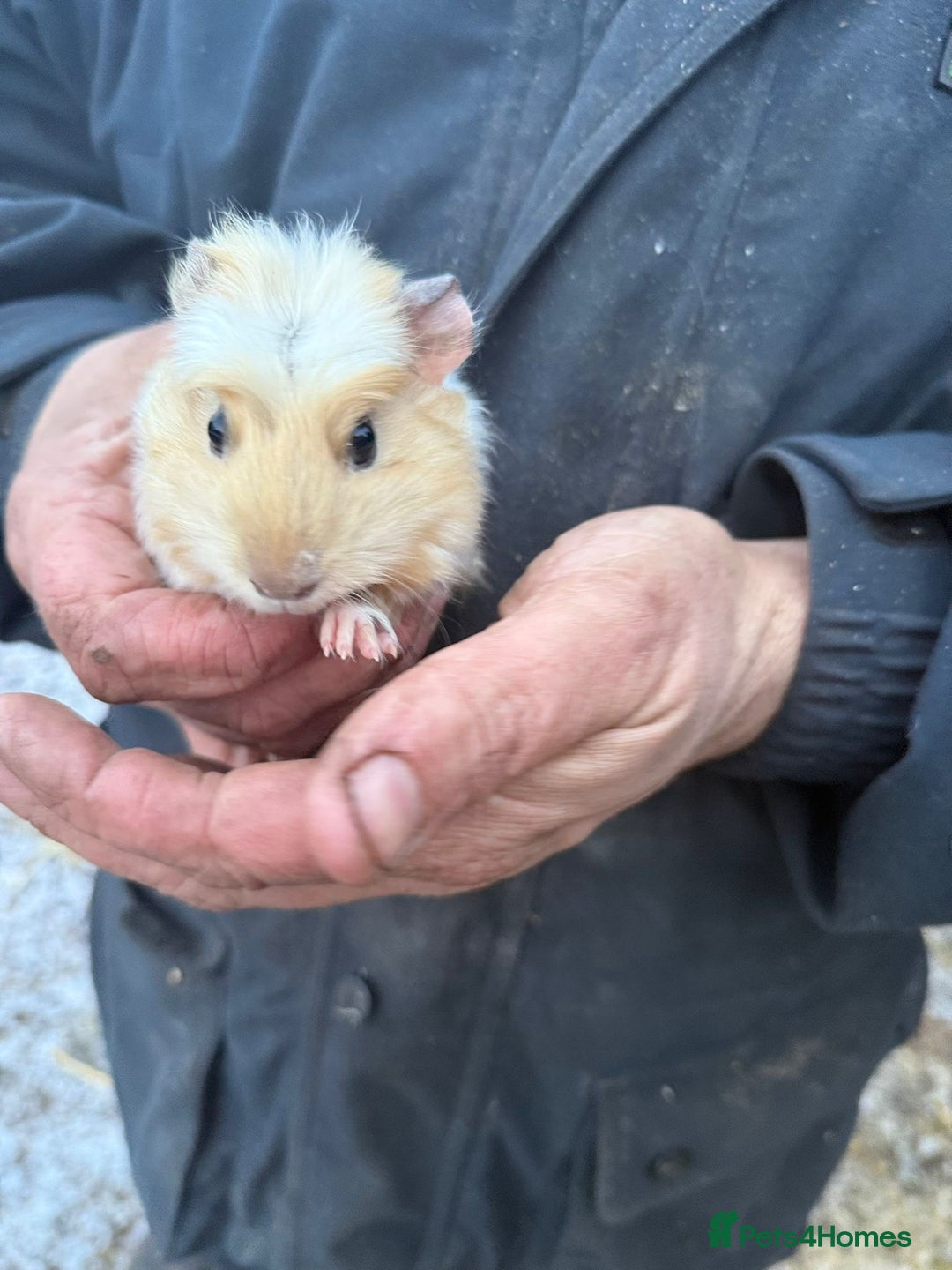 Guinea Pig rodents for sale: 20 lovely guinea pigs for sale  - Advert 5