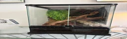 Gecko reptiles for sale: Mourning gecko + setup  in Rayleigh - Advert 3