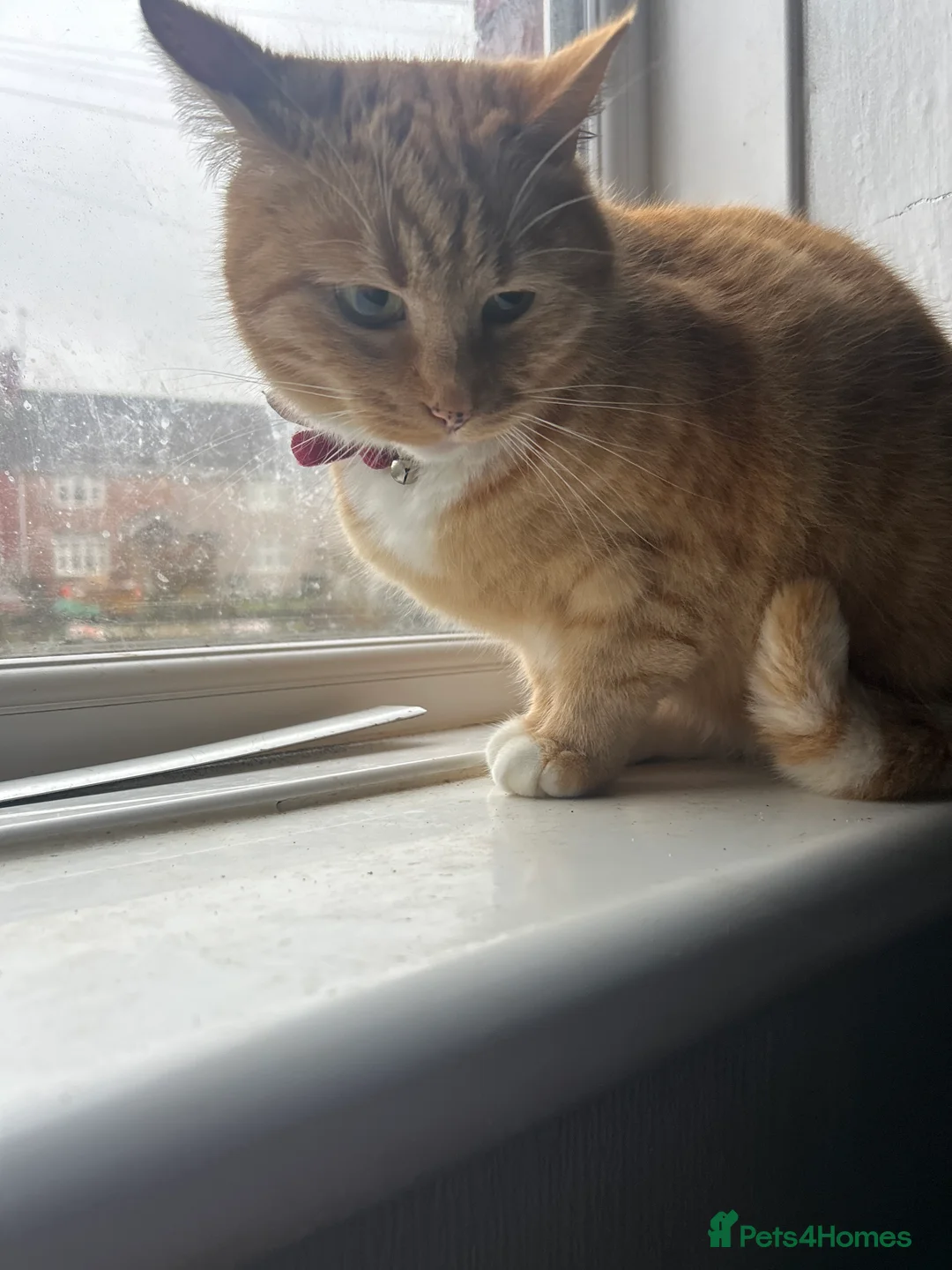 Mixed Breed cats for sale: Female cat - Advert 2