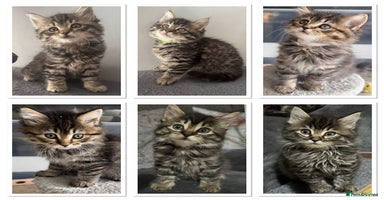 Mixed Breed cats - Advert 2