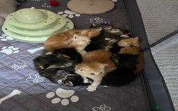 Maine Coon cats for sale: Maine coon kitten  - Image 37