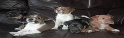 Jack Russell dogs for sale: Jack Russell pups looking for their forever homes - Advert 1