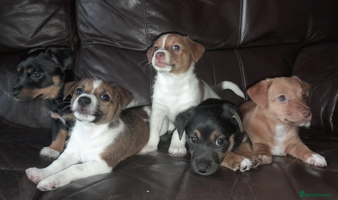 Jack Russell dogs for sale: Jack Russell pups looking for their forever homes - Advert 1