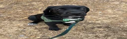 Mixed Breed dogs for sale: Koda  - Advert 1