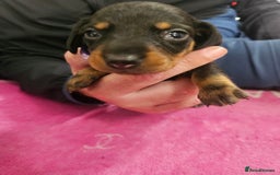 Miniature Dachshund dogs for sale: Miniature dashunds  - Image 9