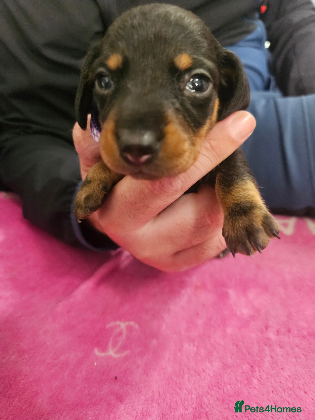 Miniature Dachshund dogs for sale: Miniature dashunds  - Image 9