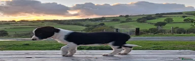 Border Collie 7