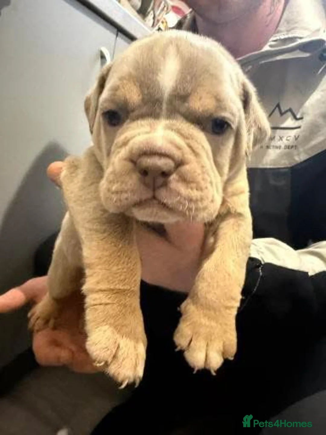 Olde English Bulldogge dogs for sale: GENETICALLY CLEAR CHAMPION 🏆 LEGENDARY BLOODLINE  - Advert 36