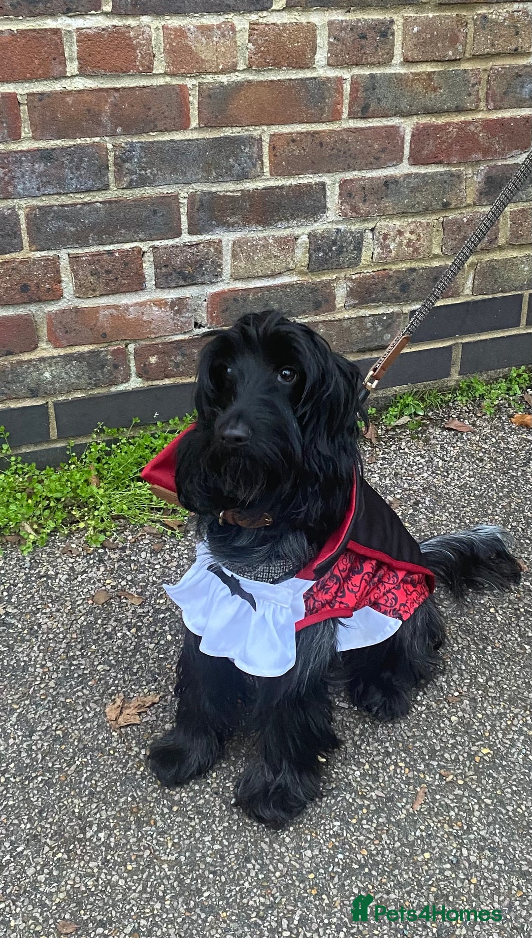 Cockapoo dogs for sale: A Lovable Female Cockapoo 2.5 yrs - Image 3