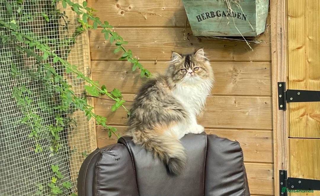 Exotic cats for sale: Beautiful kittens - Advert 5