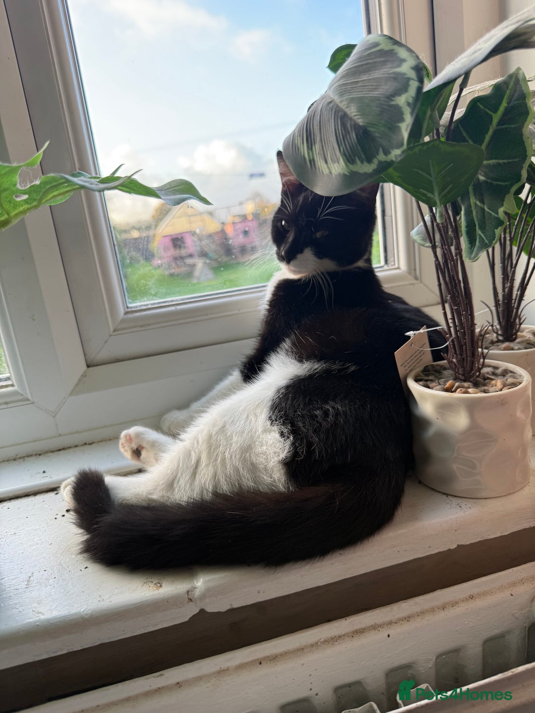Mixed Breed cats for sale: 3 black Mixed breed kittens  - Image 4