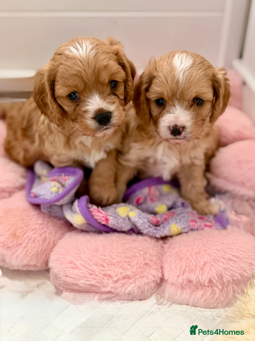 Cavapoo dogs for sale: Gorgeous Cavapoo F1 puppies - Advert 9