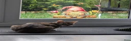 Bengal cats for sale: 5 years old female Bengal cat - Advert 2