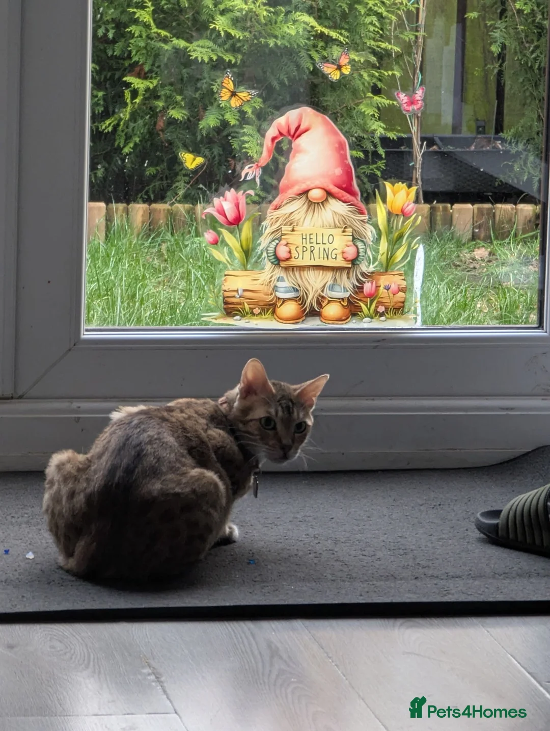 Bengal cats for sale: 5 years old female Bengal cat - Advert 2