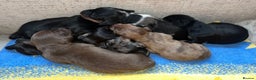 Miniature Dachshund dogs for sale: Miniature Dachshund Puppies  - Advert 5