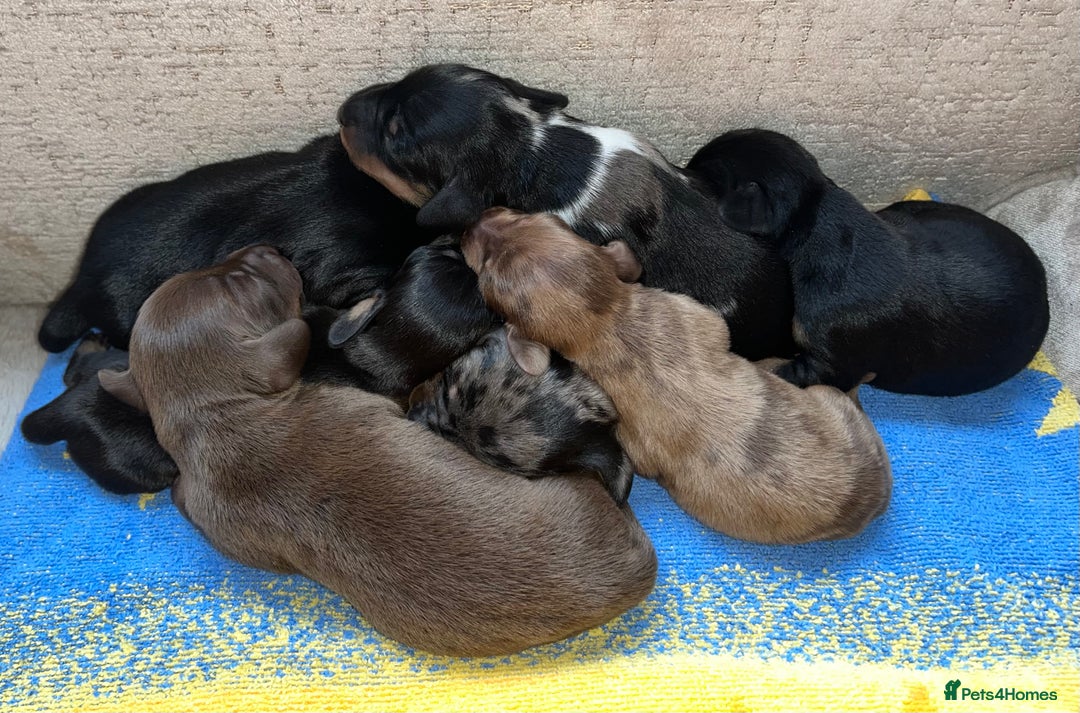 Miniature Dachshund dogs for sale: Miniature Dachshund Puppies  - Advert 5