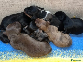 Miniature Dachshund dogs Miniature Dachshund Puppies - Advert 12