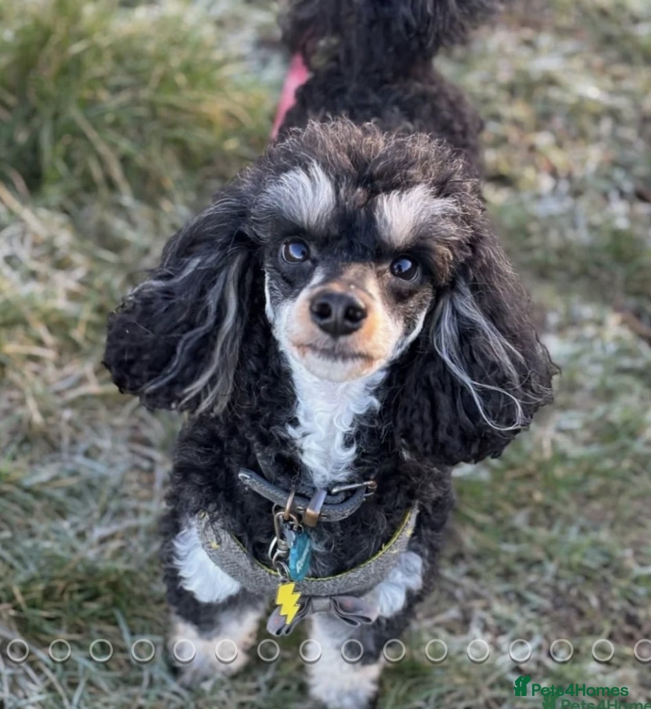 Benny