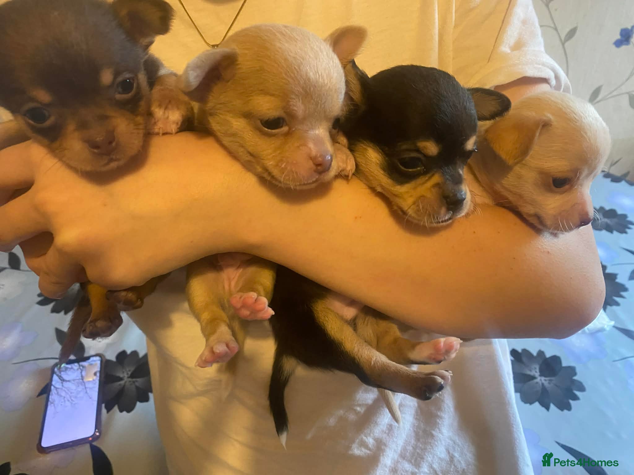 Chihuahua dogs chihuahua puppis for sale  - Advert 5