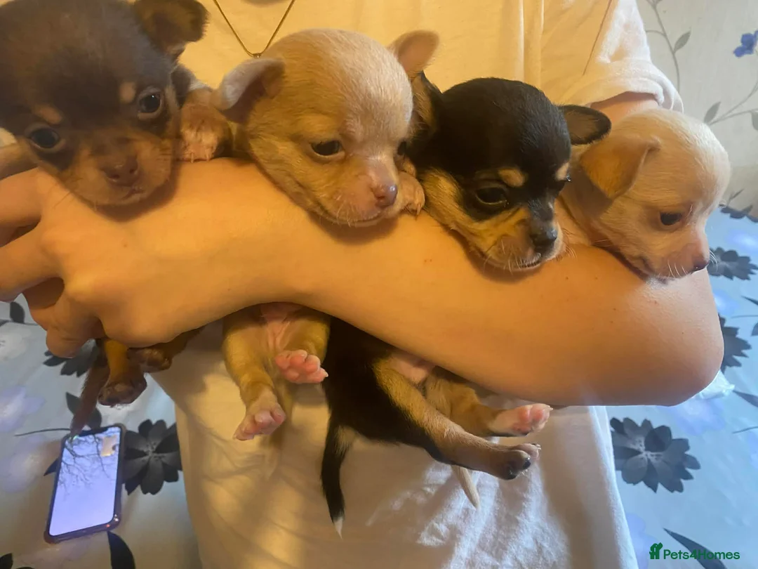 Chihuahua dogs for sale: chihuahua puppis for sale  - Advert 1