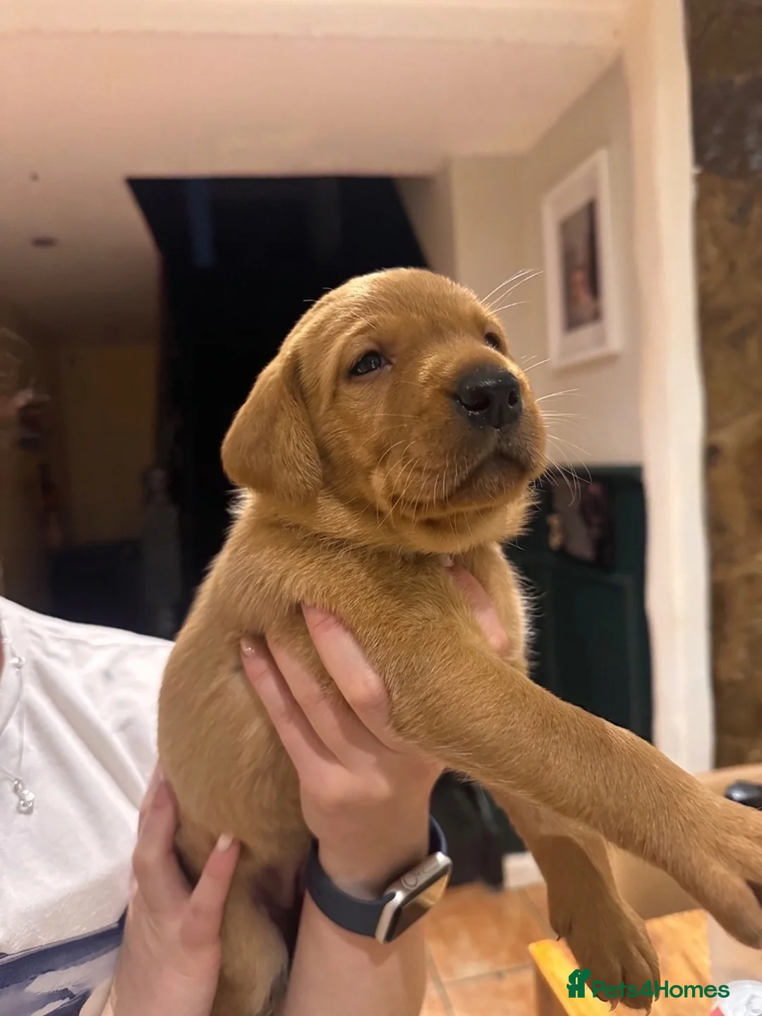 Labrador Retriever dogs for sale:  🐾❤️ KC Registered Fox Red Labrador Puppies 🐶✨ - Advert 14