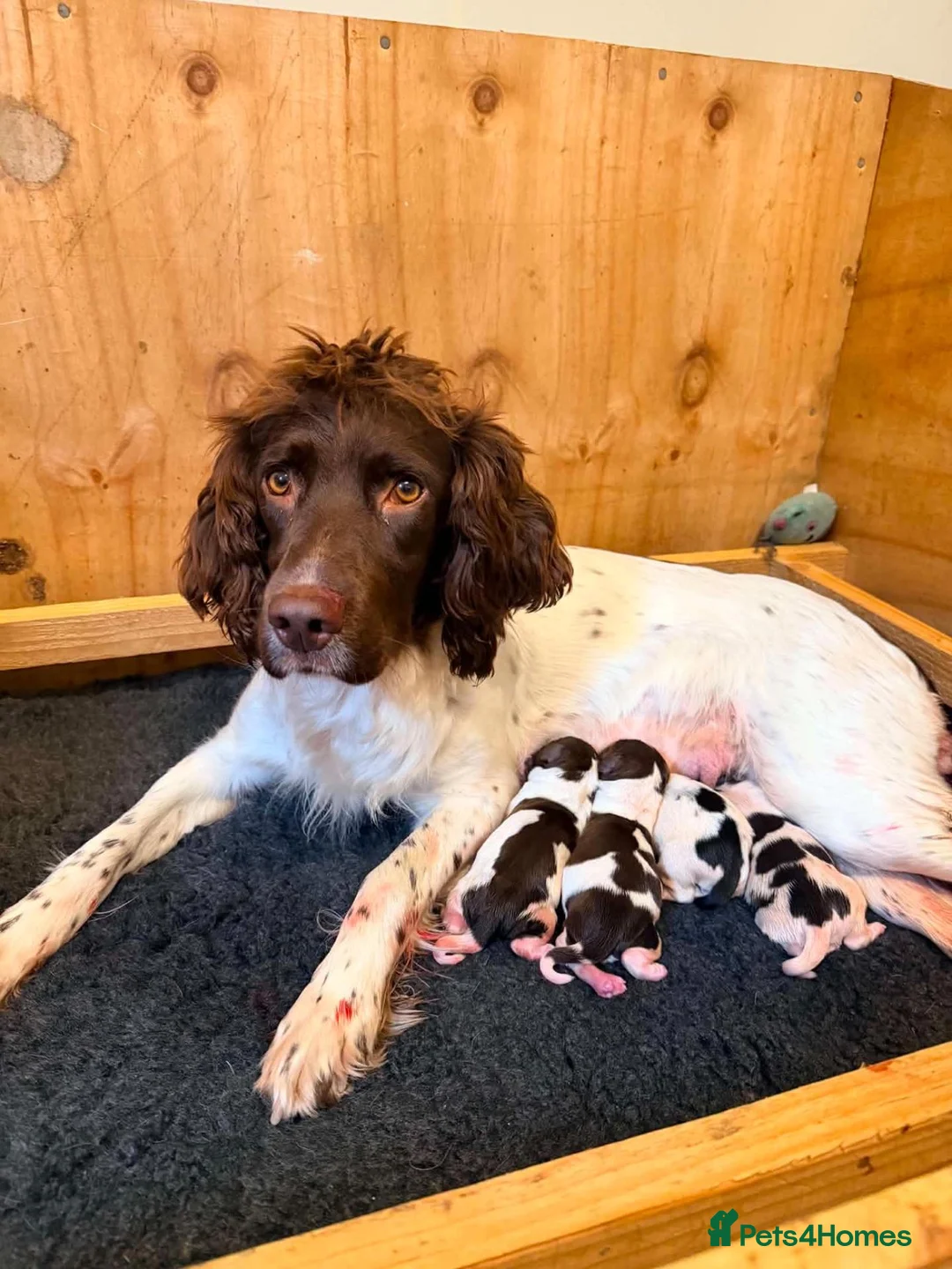 English Springer Spaniel dogs for sale: Matthew brady in Dalwhinnie - Advert 1
