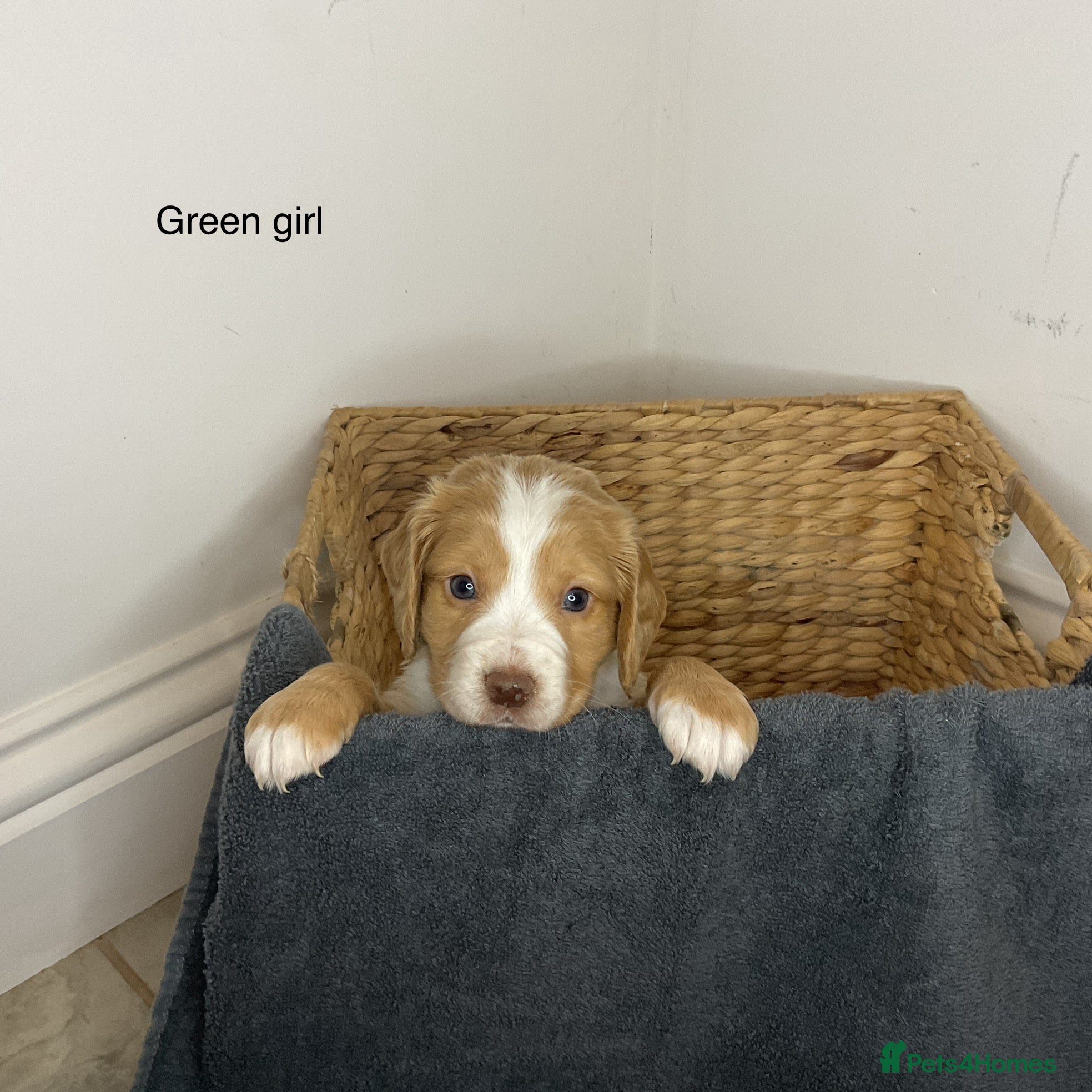 Cocker Spaniel dogs Hereditary clear working cocker spaniels - Advert 8