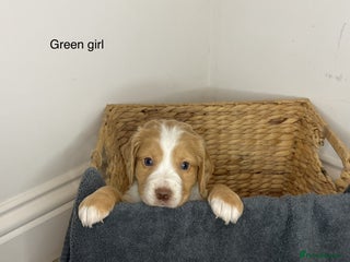 Cocker Spaniel dogs Hereditary clear working cocker spaniels - Advert 4