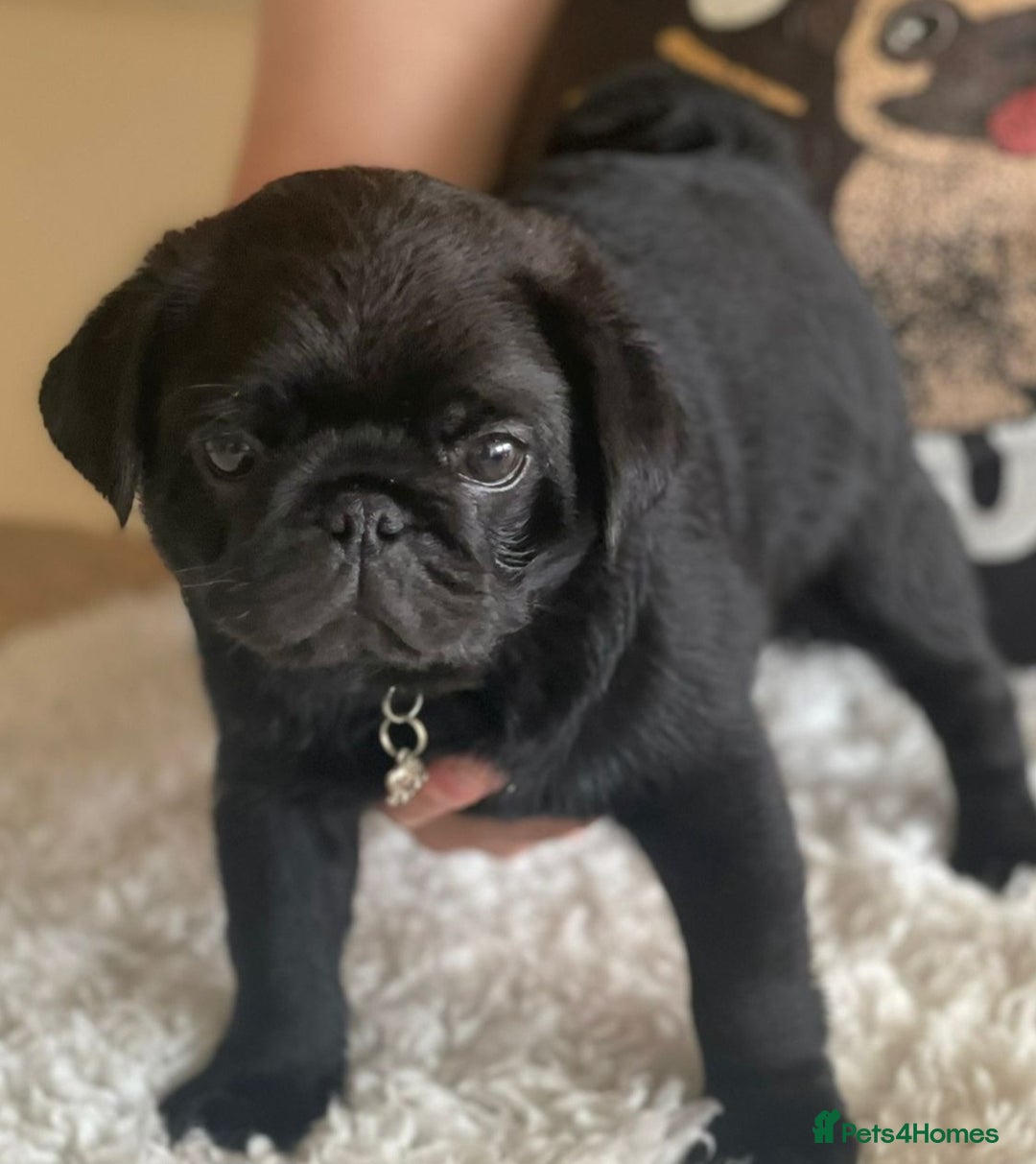 Pug dogs for stud: Kc registered tiny black pug for stud - Image 12