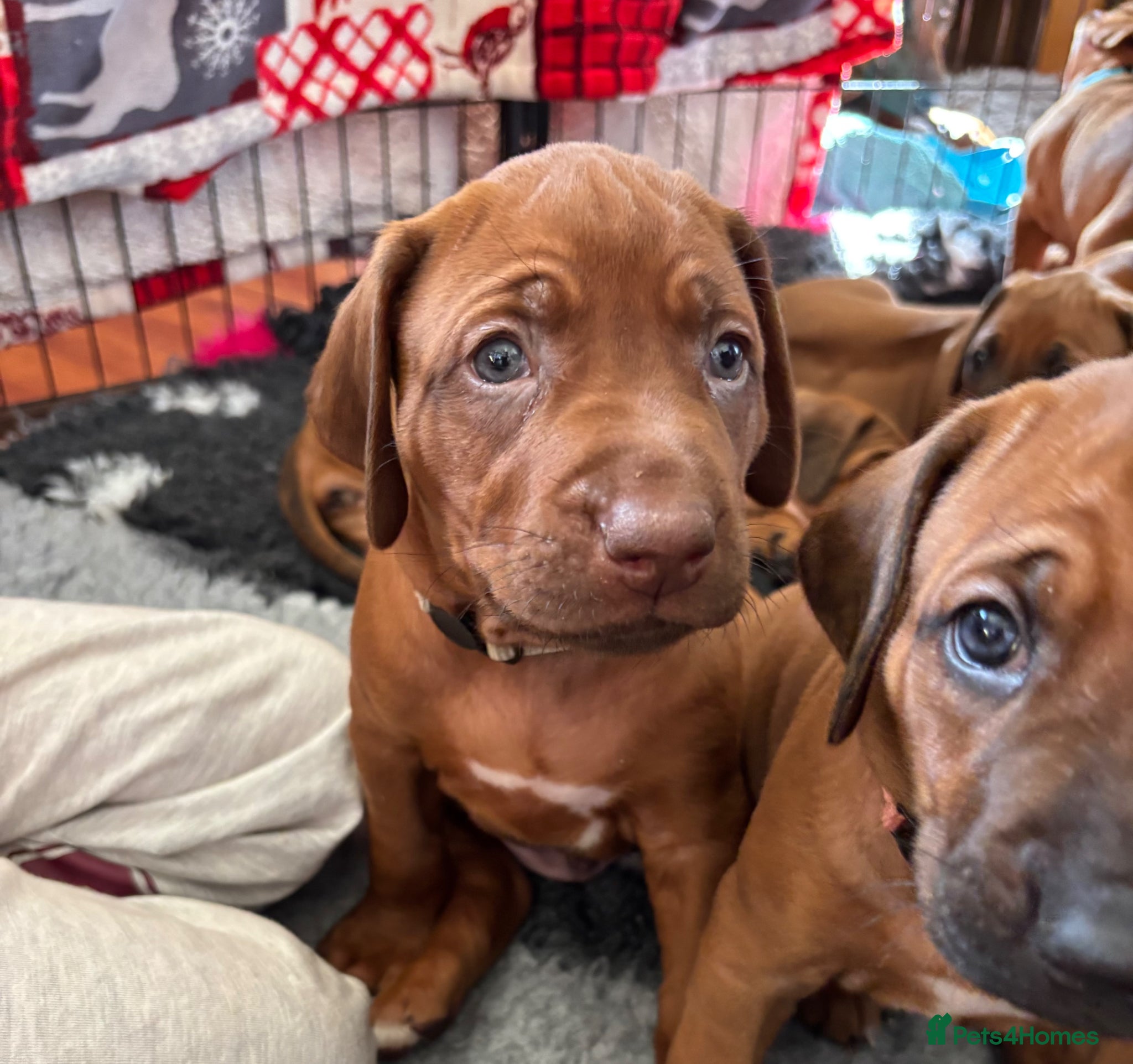 Rhodesian Ridgeback dogs Exceptionally Health Tested/Family Home. Kc Reg - Advert 1
