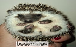 Pygmy Hedgehog rodents for sale: Handsome boys available-new pics added 5/8 - Image 1