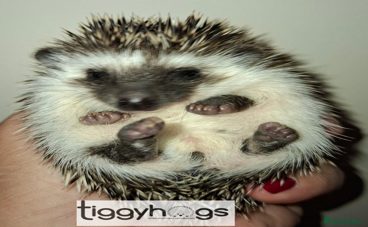 Pygmy Hedgehog rodents - Advert 2